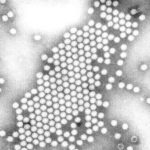 Electron microscopy of poliovirus