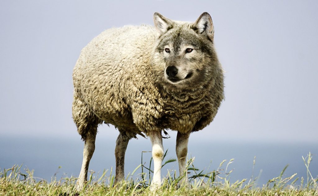 Wolf in sheep’s clothing