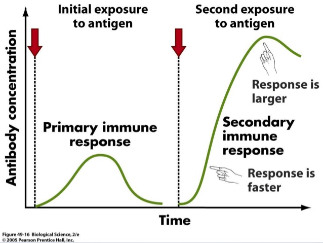 Primary and secondary immune response