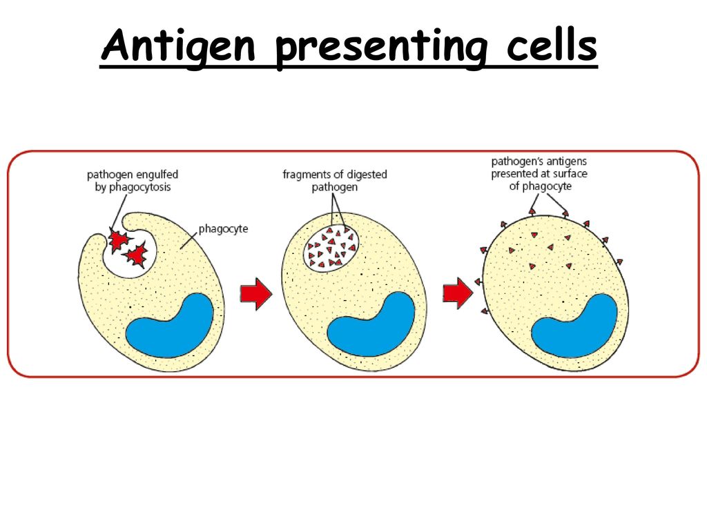 Phagocytosis and antigen presentation