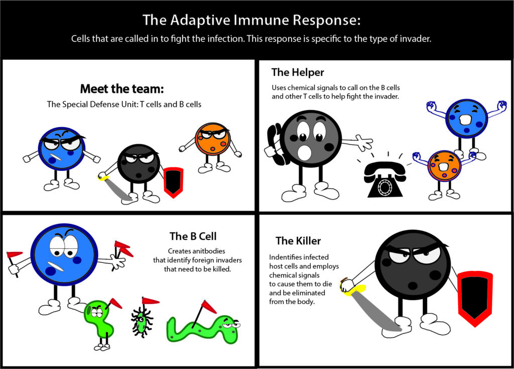 The adaptive immune response