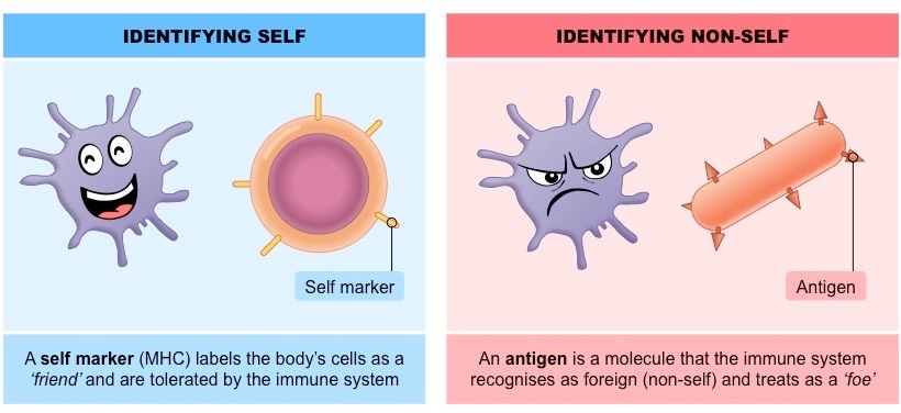 Recognizing self vs non-self