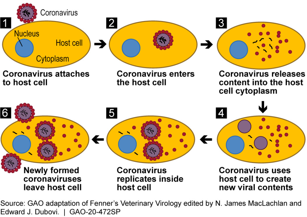 Coronavirus infects cell