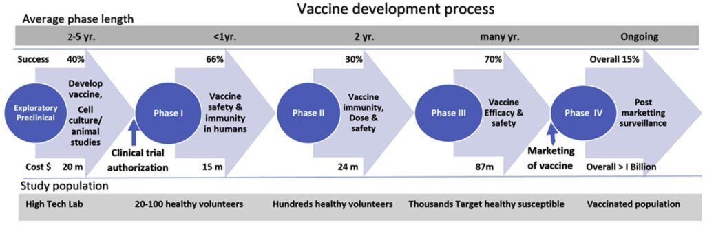 Phases of vaccine development