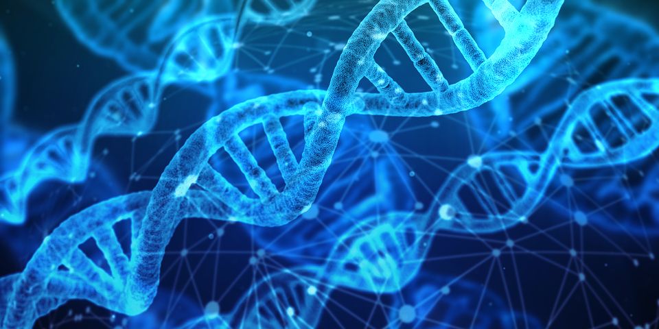 Double stranded DNA